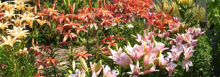 Ухаживание за лилиями на даче - секреты успешного выращивания и поддержания красоты садовых цветов