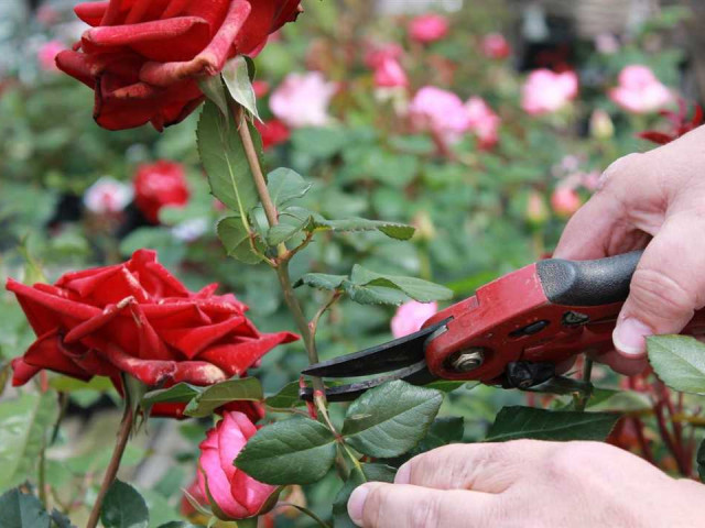Идеальный уход за розами - основные правила, секреты и рекомендации для сохранения красоты и здоровья растений