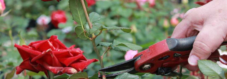 Идеальный уход за розами - основные правила, секреты и рекомендации для сохранения красоты и здоровья растений