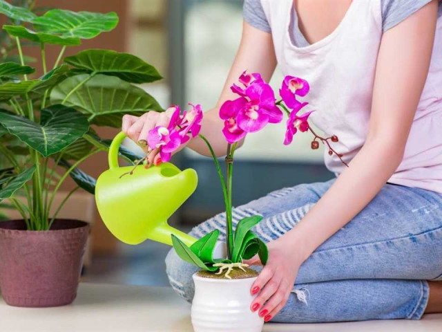 Как правильно ухаживать за цветущей орхидеей и обеспечить ей благоприятные условия для здорового роста и длительного цветения