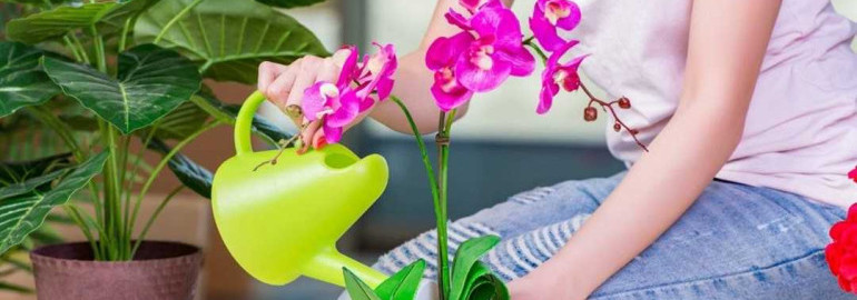 Как правильно ухаживать за цветущей орхидеей и обеспечить ей благоприятные условия для здорового роста и длительного цветения