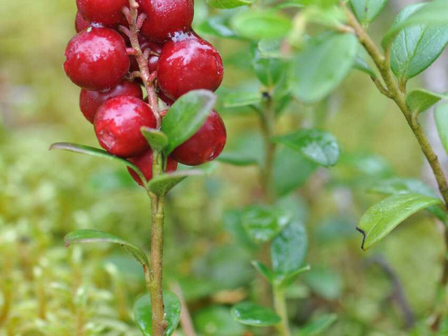Познакомьтесь со вкусной и полезной ягодой брусника - узнайте, как она выглядит и какие полезные свойства она имеет