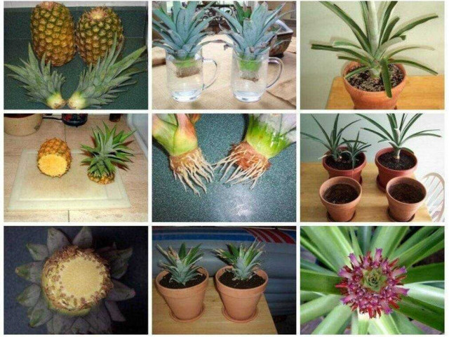 Как легко и просто вырастить ананас дома из верхушки - пошаговая инструкция