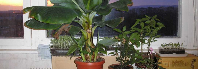 Секреты успешного выращивания бананов в домашних условиях - полезные советы и рекомендации