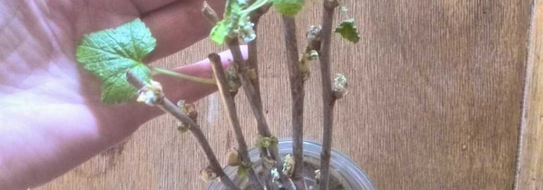 Как вырастить черную смородину из черенков - подробная инструкция с видео