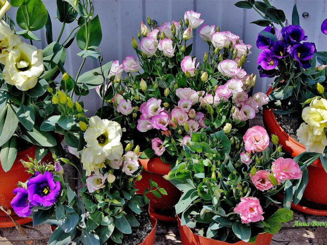 Как успешно вырастить эустому в своем саду и создать впечатляющий цветочный уголок