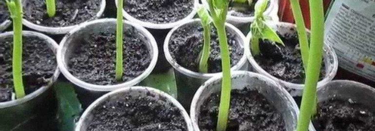 Полный гид по выращиванию фасоли в домашних условиях - советы, инструкции и полезные рекомендации