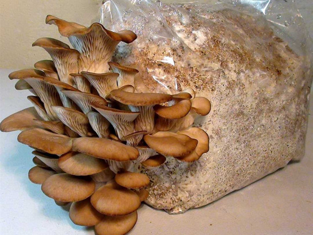 Как вырастить свежие и вкусные грибы прямо у себя дома - советы для начинающих грибоводов