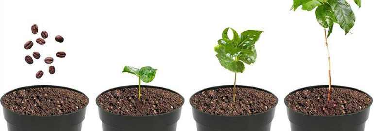 Как вырастить кофейное дерево из семян - советы и нюансы выращивания дома