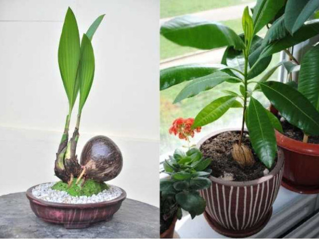 Как вырастить кокос - секреты профессионалов для успешного домашнего выращивания и ухода