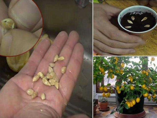 Как собрать целый лимончик на своем парсере лимонных косточек дома