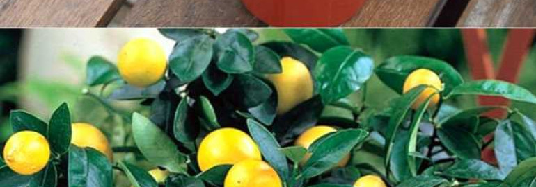 Как успешно вырастить лимон в домашних условиях - советы и рекомендации