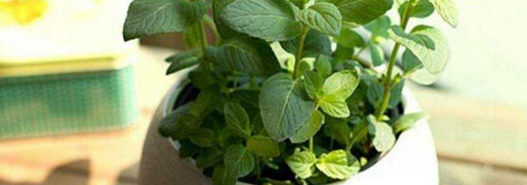 Как вырастить мяту на подоконнике и наслаждаться свежим ароматом и полезными свойствами этого растения каждый день