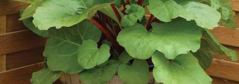 Растение ревень - тайны выращивания и полезные советы для урожайности