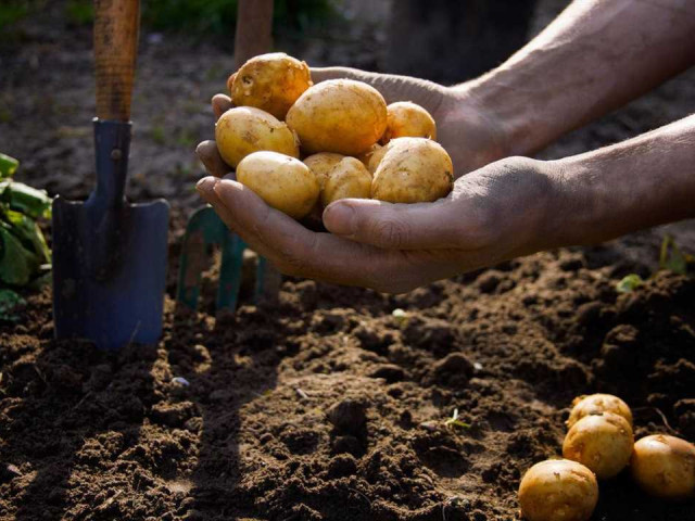 Идеальные семена, рациональный подход и лучшие рекомендации - все, что вам нужно знать для выращивания обильного урожая вкусного и качественного картофеля