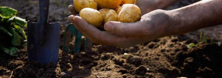 Идеальные семена, рациональный подход и лучшие рекомендации - все, что вам нужно знать для выращивания обильного урожая вкусного и качественного картофеля