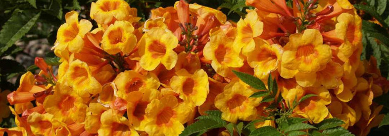 Как достичь прекрасного цветения кампсиса - секреты ухода и воспитания растения