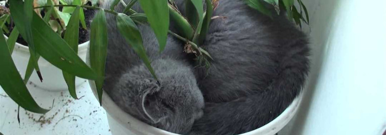 Как предотвратить кошку от уничтожения цветов в вашем доме и саду
