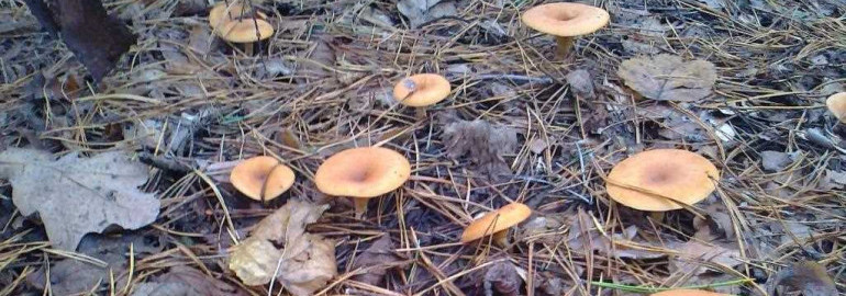 Какие грибы растут