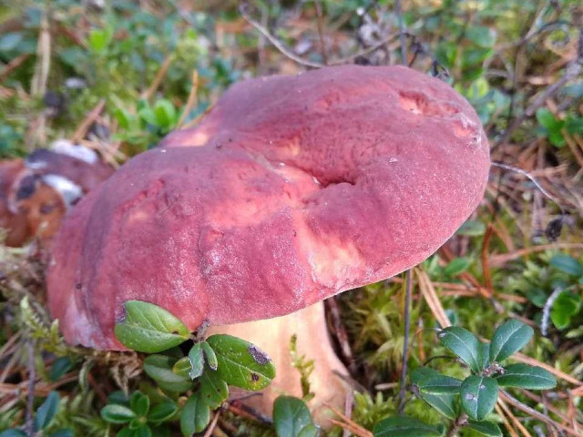 Разнообразие грибов, которые можно найти в сосновом лесу