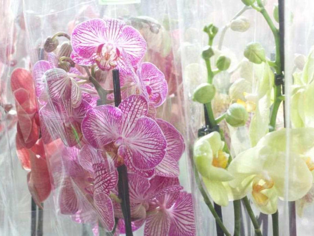 Как выбрать самые неприхотливые орхидеи для вашего дома и сада