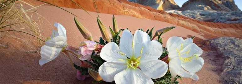 Какие цветы преуспевают и процветают в песчаных почвах - знакомство с уникальными растениями пустынных районов