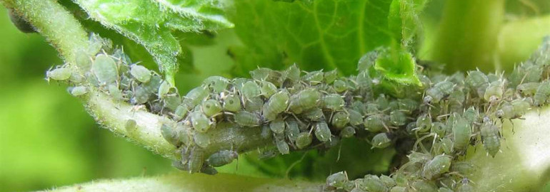Как жук-хищник спасает смородину от тли