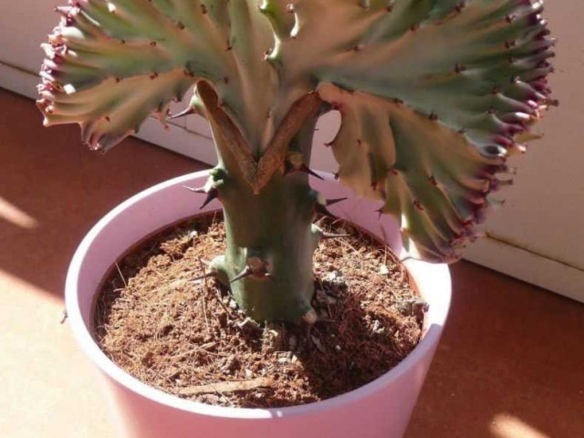 Как правильно ухаживать за красивым и неприхотливым кактусом эуфорбия в домашних условиях