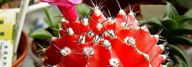 Феноменальный красный красивый и грандиозный кактус с необычной головкой становится модным трендом