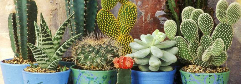 Очарование и разнообразие красоты круглый год - фото и название самых известных и редких видов кактусов