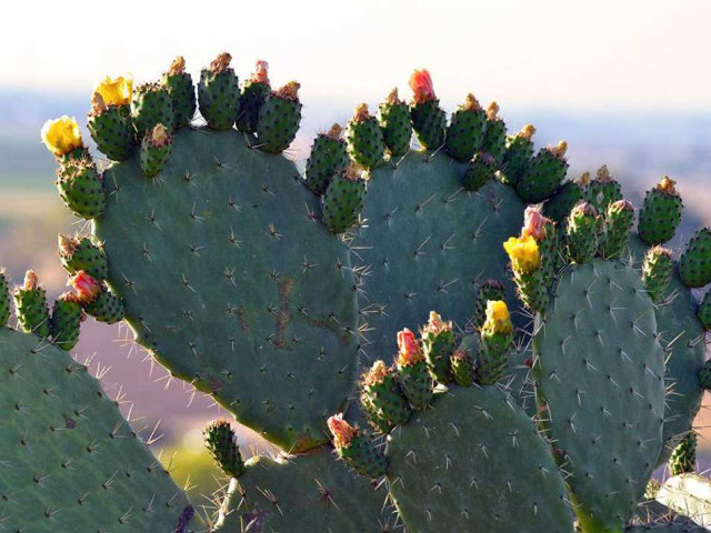 Защитники пустынь и экзотические красавцы - все, что нужно знать о кактусовых растениях