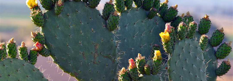 Защитники пустынь и экзотические красавцы - все, что нужно знать о кактусовых растениях