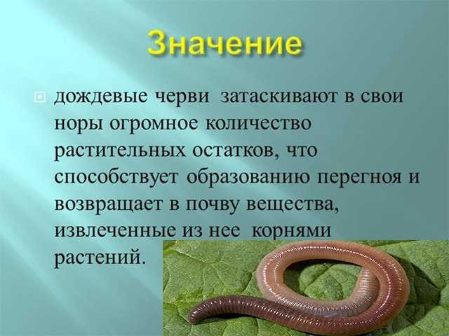 Важность червей - почему они полезны для окружающей среды и человека