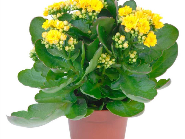 Как вырастить каланхоэ в домашних условиях и получить великолепное декоративное растение
