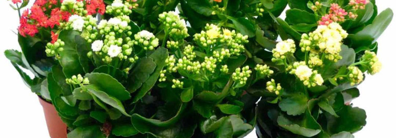 Роскошные цветы Каланхоэ каландива микс – новая фантазия природы, расцветающая в вашем доме