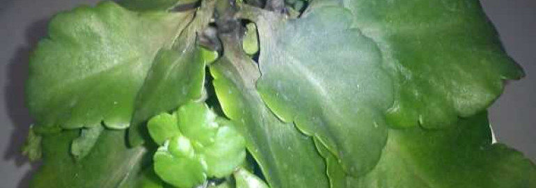 Причины вялости листьев каланхоэ и способы их устранения