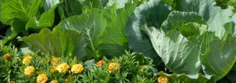 Как использовать календулу для защиты огорода от вредителей и улучшения урожая