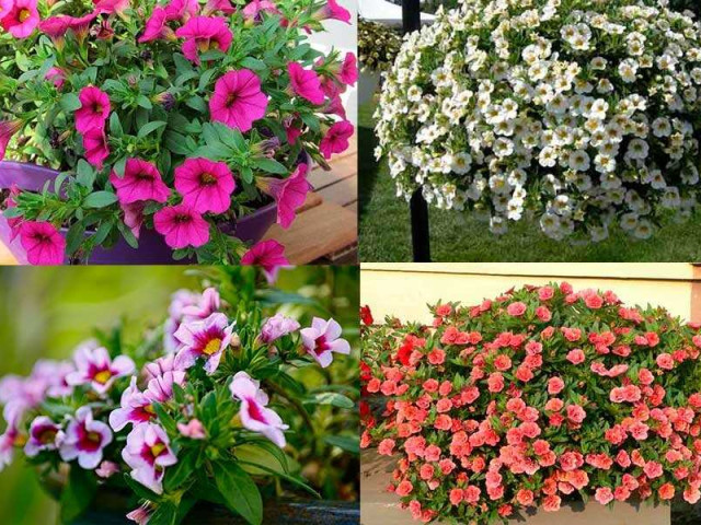 Калибрахоа - выращивание и уход для красивых и ярких цветов в саду и на балконе