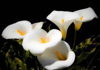 Красота и символика каллы - изящный цветок для украшения и выражения эмоций