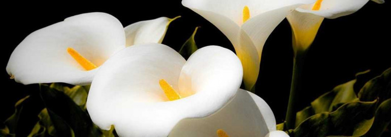 Красота и символика каллы - изящный цветок для украшения и выражения эмоций
