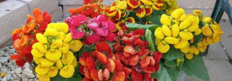 Кальцеолярия дэинти микс - сорт растения с необычными цветами и яркими оттенками