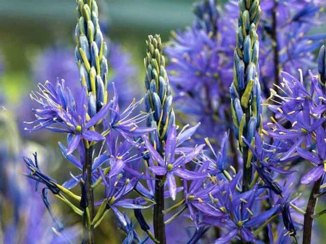 Как увидеть красоту камассии - фото цветка и советы по выращиванию