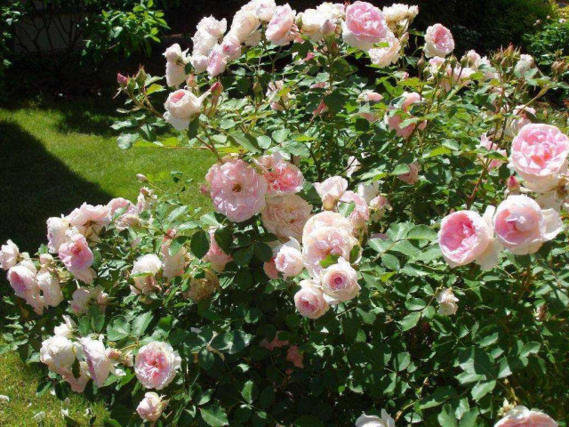 Изысканные канадские розы - впечатляющие сорта с фото и описанием, которые покорят ваше сердце