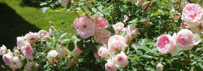 Изысканные канадские розы - впечатляющие сорта с фото и описанием, которые покорят ваше сердце