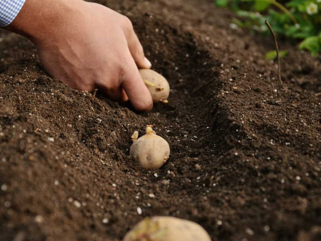 Узнайте все секреты успешного выращивания и ухода за картофелем в открытом грунте, чтобы получить обильный урожай!