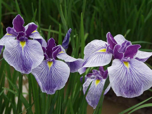 Идеальный выбор - касатик цветок – фото, описание, советы по выращиванию и уходу
