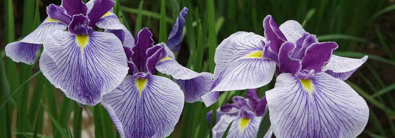 Идеальный выбор - касатик цветок – фото, описание, советы по выращиванию и уходу