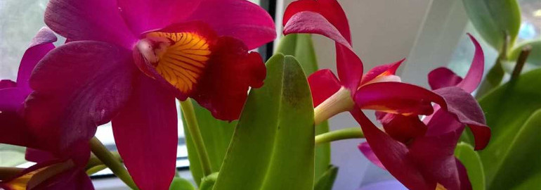 Каттлея – красивейший садовый цветок, который идеально подходит для домашних условий