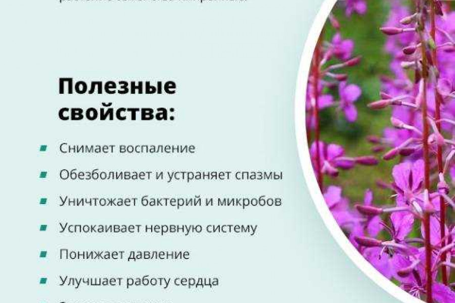 Лечебные свойства и противопоказания состав. Щавель конский описание. Лечебные свойства и противопоказания состав. Подснежник лекарственное растение. Лечебные свойства и противопоказания состав.