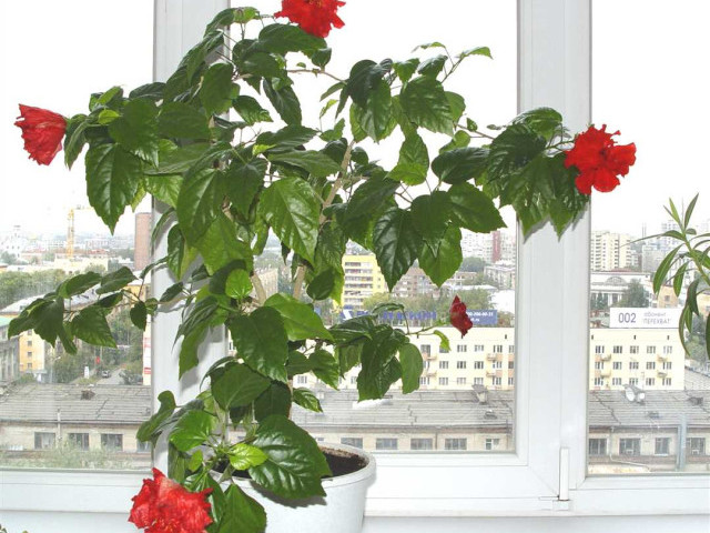Всё, что нужно знать о выращивании красивейшего растения - китайской розы комнатной